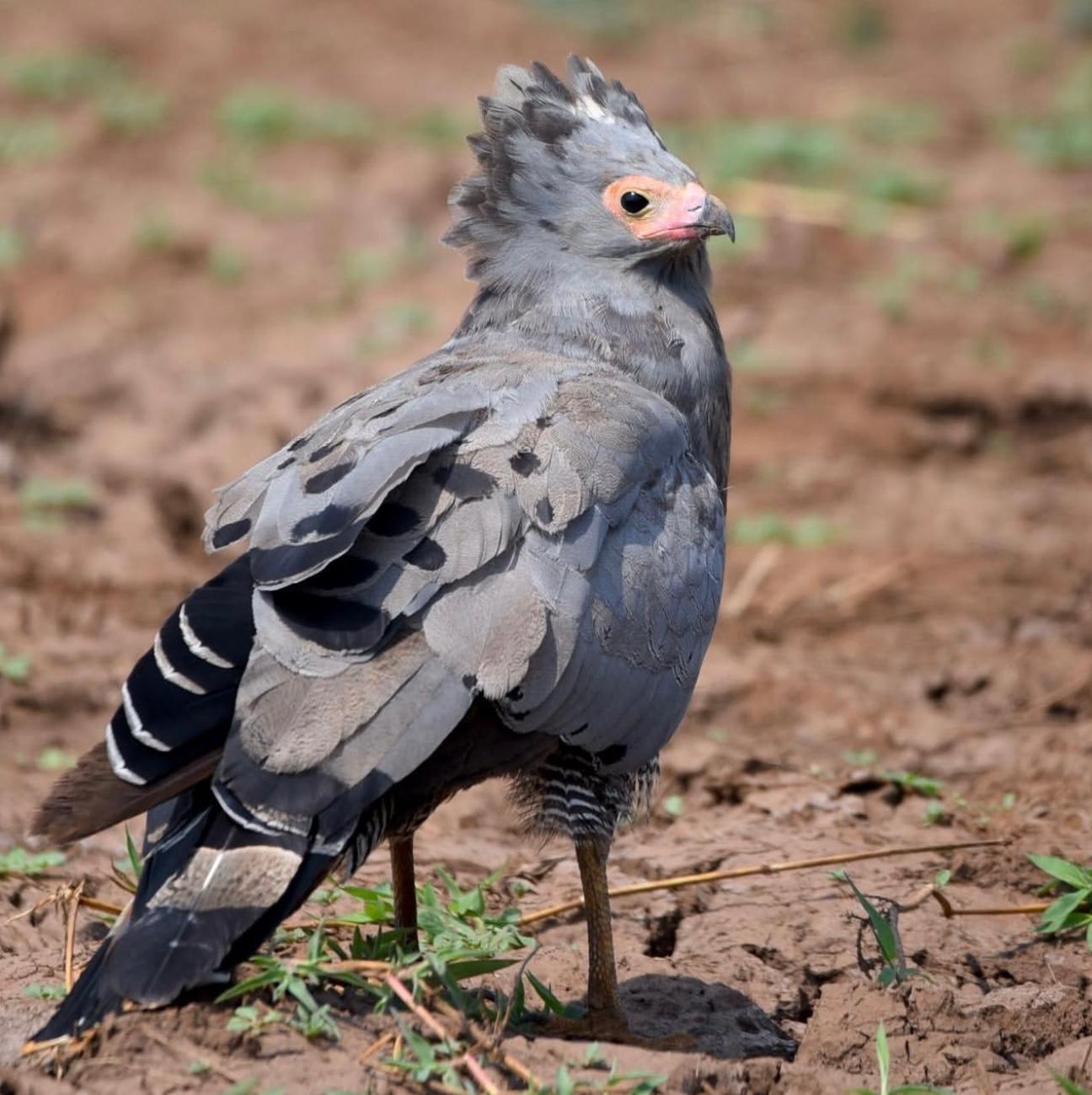 6-Day Rwanda Birding Safari